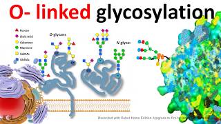 O Linked glycosylation [upl. by Devan920]