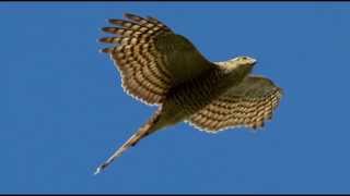 Sparrowhawk Bird Call Bird Song [upl. by Ap]