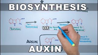 Biosynthesis of Auxin [upl. by Manon981]