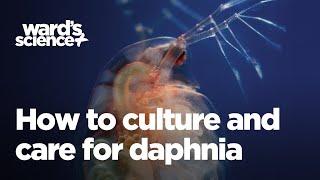 Caring and Culturing for Daphnia [upl. by Samanthia]