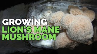 How to Grow Lions Mane Mushrooms Recipe Included [upl. by Aneet]