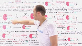 Fatty Acid Synthesis [upl. by Ahtan46]