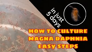 How to Culture Magna Daphnia Easily [upl. by Leoy]