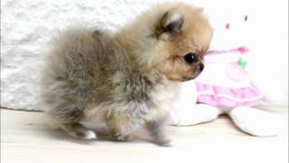 Boutique Teacup Puppies  Micro Teacup Pomeranians Tiniest Pom Puppies [upl. by Bubalo]