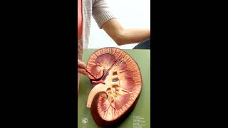 Urinary System Anatomy and Physiology II [upl. by Alyehs717]