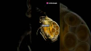 How to culture Daphnia for your Aquarium [upl. by Salim50]