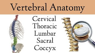 Vertebral Column Anatomy and Bones Cervical Thoracic Lumbar Sacral Spine [upl. by Fernando338]