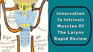 Innervation To The Larynx Rapid Review [upl. by Dyolf]