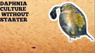 HOW TO CULTURE DAPHNIA NATURALLY WITHOUT A STARTER [upl. by Eselrahc]