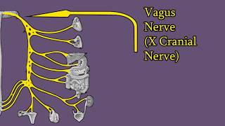 Vagus Nerve  Branches Functions Damage Cranial Nerve X CNX [upl. by Sybil]