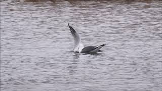 A Lesser Blackbacked Gull catching and killing a Blackheaded Gull at Woolston Eyes [upl. by Carrie513]