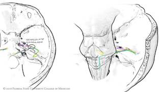 The Facial Nerve CNVII Animated Review [upl. by Cerallua]