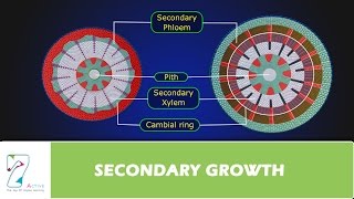 SECONDARY GROWTH [upl. by Ule]