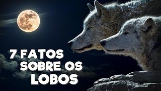 7 FATOS SOBRE OS LOBOS [upl. by Aifos]