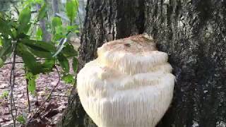 How To Harvest And Prepare The Lion’s Mane Mushroom [upl. by Nolana]