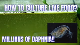 How to Culture Daphnia Secret Method to Breed MILLIONS  Simply Aquatic [upl. by Enileoj286]