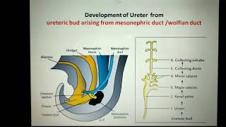 Development of ureter and urinary bladder [upl. by Rother]