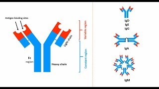 Antibodies Structures types and functions [upl. by Martainn]