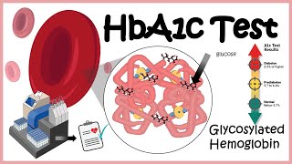 HbA1c Test  Glycosylation of haemoglobin  Diabetes [upl. by Aserej230]