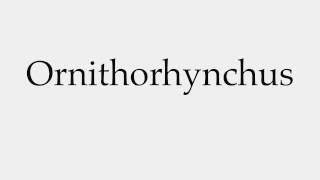 How to Pronounce Ornithorhynchus [upl. by Quiteria889]