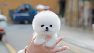 Teacup White Pomeranian DOROTHY │ Miniteacuppuppy │ Puppies for sale [upl. by Anaeda]