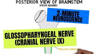 2Minute Neuroscience Glossopharyngeal Nerve Cranial Nerve IX [upl. by Treva]