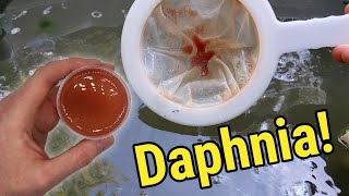 How I Culture Daphnia In Outdoor Tubs [upl. by Imalda]