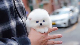 Teacup white pomeranian has blue eyes │ Miniteacuppuppy [upl. by Edva768]