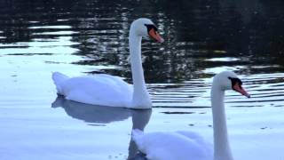 Wild Swans at Coole [upl. by Jeniffer]