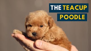 The Teacup Poodle Everything About This Teacupsized Companion Dog [upl. by Posehn788]