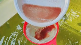 How to culture daphnia  Daphnia culture  How to grow daphnia outdoor [upl. by Ivory]