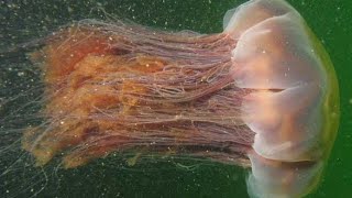 Facts The Lions Mane Jellyfish [upl. by Yrolam]