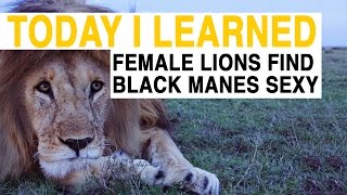 TIL Female Lions Are Attracted to Black Manes  Today I Learned [upl. by Midan]