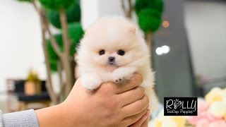 Beautiful Cream Pomeranian Teddy Bear Face D Annie  Rolly Teacup Puppies [upl. by Harsho64]