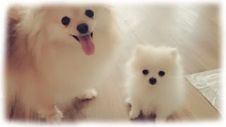 Our tiny white micro  teacup pomeranian puppy [upl. by Stoops789]