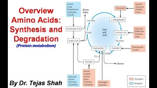 Overview Amino acids synthesis and degradation II Protein Metabolism II Dr Tejas Shah [upl. by Eelitan]