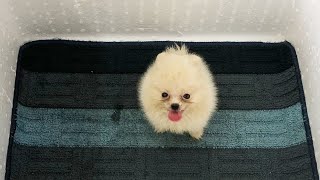 Adopt Small Teacup Pomeranian Puppies White  MR PET 22 [upl. by Erroll]