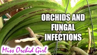 Fungal infections on Orchids  relation to bad media [upl. by Eirruc414]