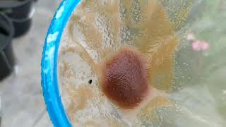 How to culture daphnia moina in a small container Part 1 English Subtitle [upl. by Nira]