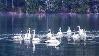 The REAL Swan Lake Trumpeter Swans by the Hundreds Taking Flight HD [upl. by Eleets817]