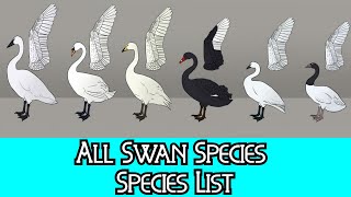 All Swan Species  Species List [upl. by Earesed]