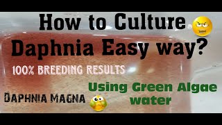 Daphnia MagnaHow to Culture Daphnia Easy wayCulturing Daphnia using Green water Daphnia [upl. by Norted]