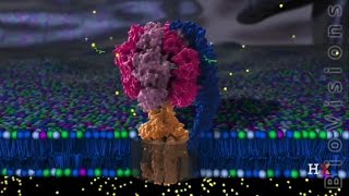 ATP Synthase Structure [upl. by Ernald]