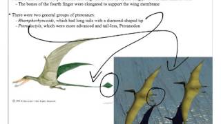 Historical Geology Mesozoic Sauropods 2 Stegosaurids Ornithopods Pterosaurs amp Birds [upl. by Nodnahs851]