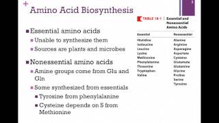 135Overview of Amino Acid Biosynthesis [upl. by Akcir546]