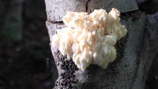 Lions Mane Colonization and Fruiting [upl. by Selimah]