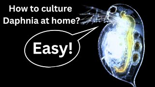 BEST Live Fish Food Beginner guide How to Culture Daphnia at home [upl. by Faythe]