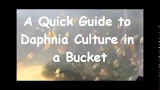 How to culture daphnia outside [upl. by Rosenquist]