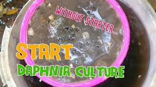 How to culture daphnia moina the easy way 1  Starting the Daphnia culture [upl. by Aynodal2]