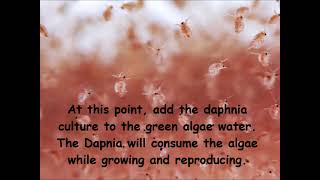 Daphnia  How to grow daphnia in your home [upl. by Anum]